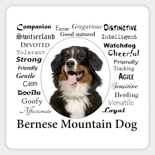 Bernese Mountain Dog Traits Magnet